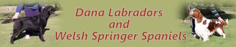 Dana Labradors and Welsh Springer Spaniels